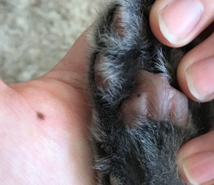 “My cat and I have the same mole.”