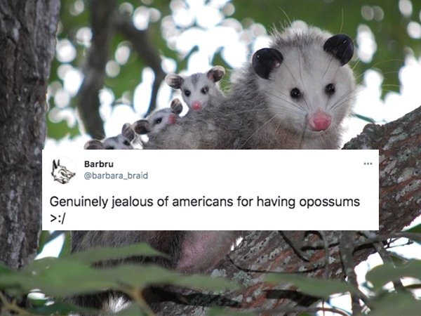 27 Things Non-Americans Are Jealous Of.