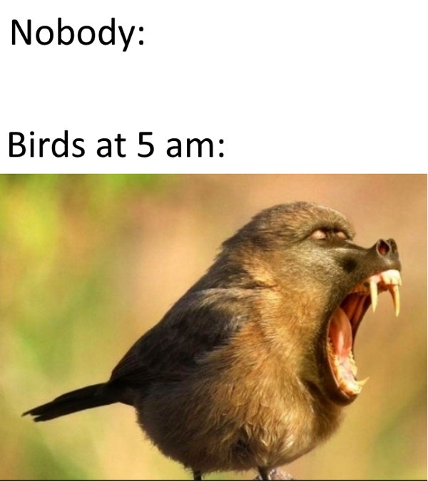 birds at 5am meme - Nobody Birds at 5 am