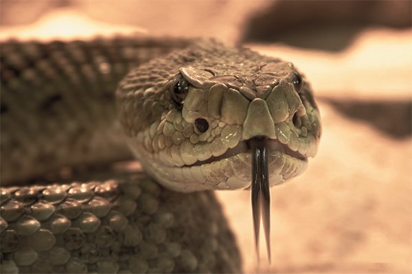 Rattle snakes are evolving to hide their rattlers.