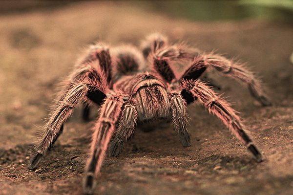 During mating season, hundreds of tarantulas can be found swarming certain areas looking for a mate.