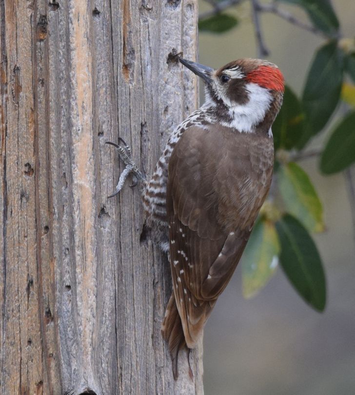 Woodpeckers peck a tree for a long time in search of food, but they never have a headache or an injury. This is due to their tongue, which wraps around their skull. It serves as a spring, softening hits and protecting them from getting a concussion.