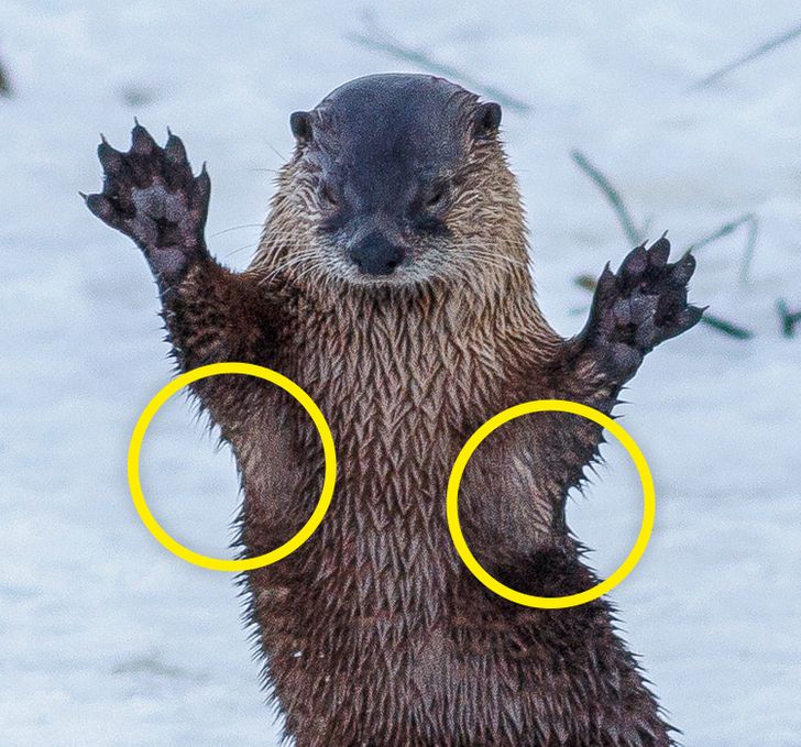 Sea otters have loose skin under their front paws that creates a so-called pocket where the animal can store food. Also, otters often hide stones there. They use them as a tool to crack mussels.