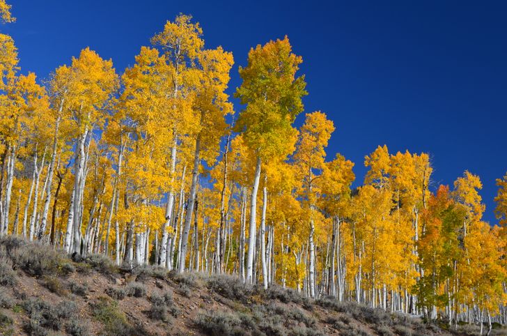 Pando is an aspen colony that has grown by cloning itself. It weighs approximately 6,600 tons and covers 108 acres. This makes it the heaviest known organism. It is assumed that the colony is around several thousand years old.