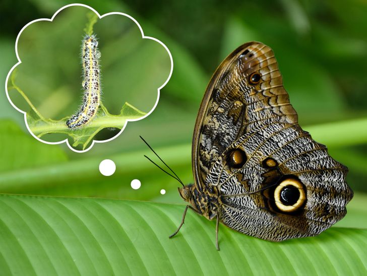 Scientists found that moths can save memories and experiences they had while being a caterpillar. And it influences their adulthood. This probably happens because some brain parts don’t change during the transformation from caterpillar to moth.