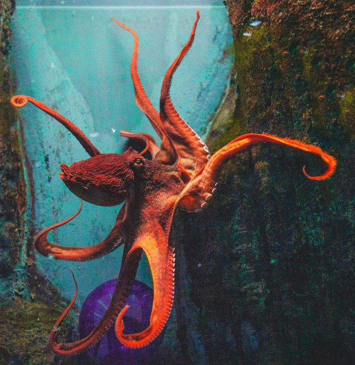 Octopuses don’t have a skeleton and most of their body is made up of soft tissue. This allows them to change their shape and lengthen in every possible way. Therefore, even a 600-pound octopus has no difficulty squeezing into a hole that is only a quarter of its body size.