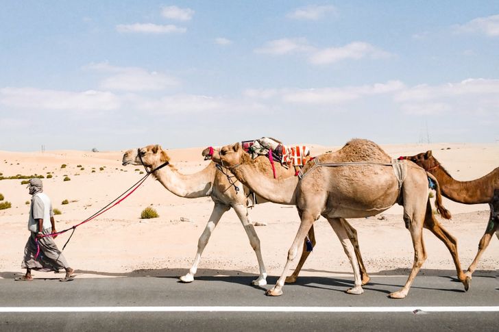 It may seem strange because Saudi Arabia has lots of sand and camels. But in fact, all their camels are domesticated and they buy wild ones from Australia for meat. They also get special Australian sand for construction because it has unique qualities.