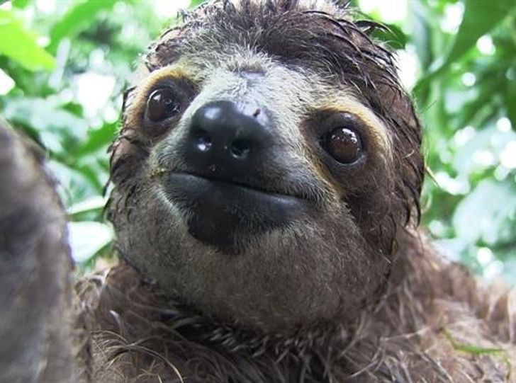 Both sloths and dolphins can hold their breath by slowing their digestion and heart rate. However, sloths can survive underwater for up to 40 minutes (without air). While for dolphins this usually only lasts for up to 15 minutes maximum.