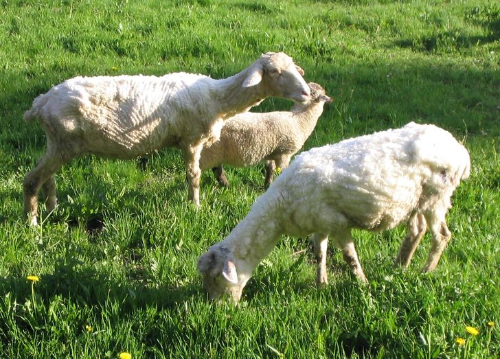 When sheep are sheared, they don’t recognize each other because they look and smell different. And they start fighting for dominance. Though they have a good memory and can remember faces for years.