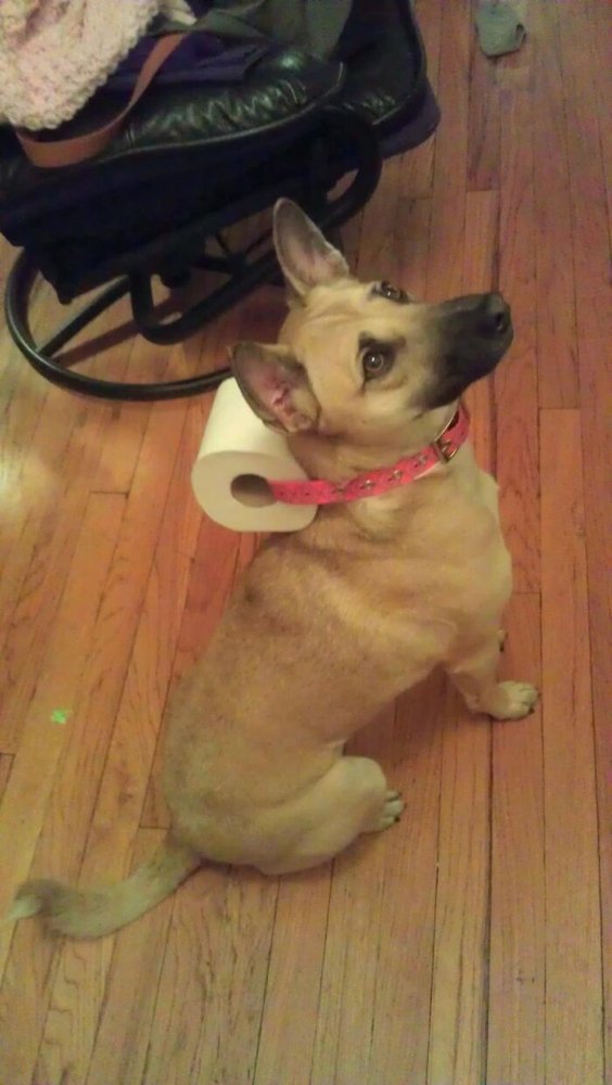 dog with toilet paper on collar