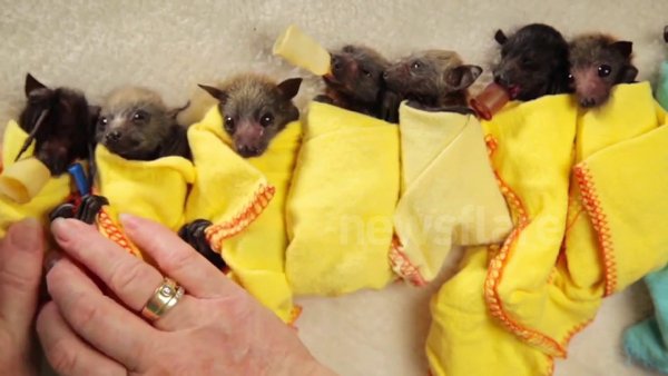 To mimic the warmth of their mother’s wings, rescued orphaned baby bats get burrito’d up in snugly blankets.