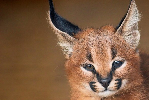 Caracal kittens are born with their eyes closed and their ears curled up. It takes three full weeks for their characteristic ears to unfurl.