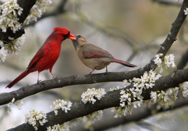 During courtship, male cardinals will feed seed to females beak to beak!