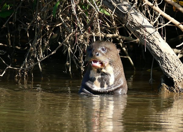 A Giant Otter’s chest markings function as its nametag. They will ‘periscope’ out of the water when meeting each other, to show their unique markings.