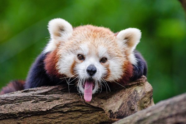 Red pandas are one of the few animals on the planet that can climb straight down a tree, head-first.