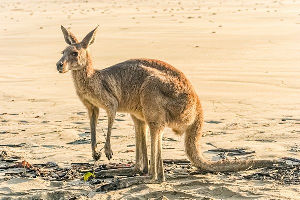 There are more kangaroos in Australia than there are Australian people.