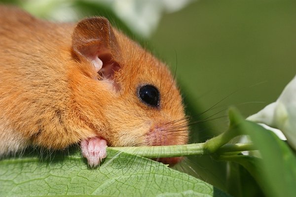 The Hazel Dormouse is a nocturnal rodent that spends most of its life sleeping. In winter it hibernates from October to may, and when food is scare and the weather cold and wet, it curls into a ball and goes into Torpor; decreasing physiological activity to save energy.