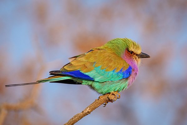 The lilac-breasted roller is Kenya’s National bird, and is known to be non-dimorphic. Meaning it is difficult to differentiate between females and males when spotting them in the wild.