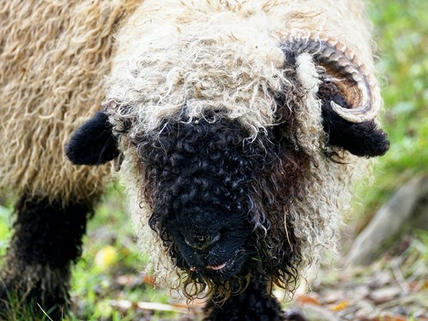 Valais blacknose sheep originate from Switzerland, however, they are also raised in the US, New Zealand and Australia. Their distinctive fluffy black faces are set off by the long white curls of their wool, which is highly prized. They are in great demand due to their calm and friendly disposition.