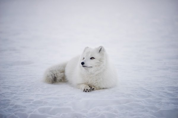 The Arctic fox has the warmest pelt of any animal found in the Arctic, enduring temperatures as low as -50 °C before its metabolism increases to provide warmth