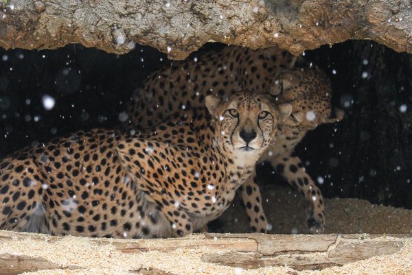 Leopards keep their cubs in dens, also known as lairs, which serve as a hiding place for the cubs while mom is away. they change these lairs every few days to avoid accidental discovery by predators that pose a threat to their babies like lions or hyenas.