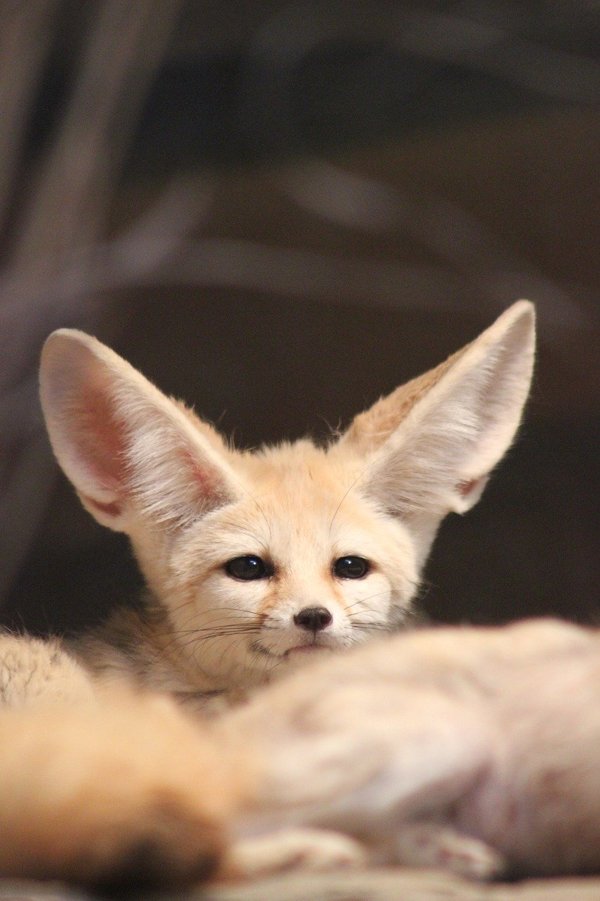 The Fennec Fox’s distinctive, batlike ears radiate body heat and help keep the fox cool! They also have hairy feet, which helps them perform like snowshoes and protects them from extremely hot sand.