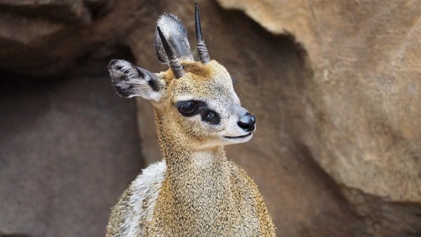 The klipspringer is a small antelope found in eastern and southern Africa, and it grows to about 60 cm high at the shoulder. The klipspringer is typically nocturnal and mostly inhabits areas with rocky terrain and sparse vegetation. The calf will usually leave its mother when it reaches a year old.