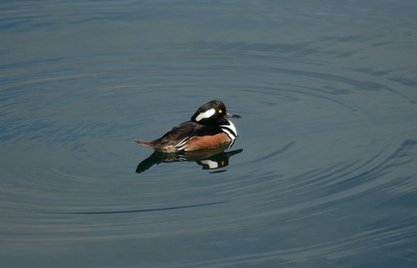 Hooded Mergansers will leave their nests within 24 hours of hatch