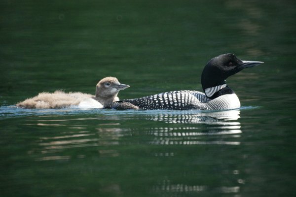 Upon hatching, loon chicks will almost immediately be moved to water and begin swimming. They also spend time riding on their parents’ backs during their early life. Loon parents will feed their young for about six weeks until they learn to feed by themselves.