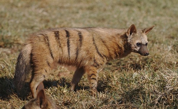 Aardwolves are shy and nocturnal, sleeping in burrows by day. But, if their territory is infringed upon, they will chase the intruder up to 400 meters to the border! If the intruder is caught, a fight will occur, which is accompanied by soft clucking, hoarse barking, and a type of roar.