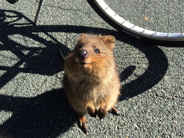 Quokkas are nocturnal herbivores that eat a variety of grasses and shrubs. When food is scarce they can draw on stored fat in their tails for energy to get them through.