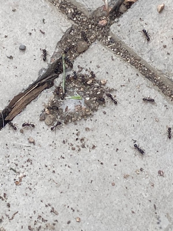 “These ants figured out that this is poison so they are building a rock barrier around it. It’s happening on four other sites on my patio where I applied it.”