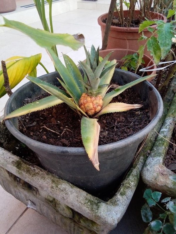“My garden has produced a tiny, baby pineapple from an old pineapple crown.”