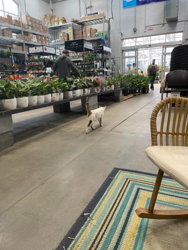 There’s a cat at Lowe’s!