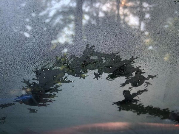 “A frog visited my car last night.”