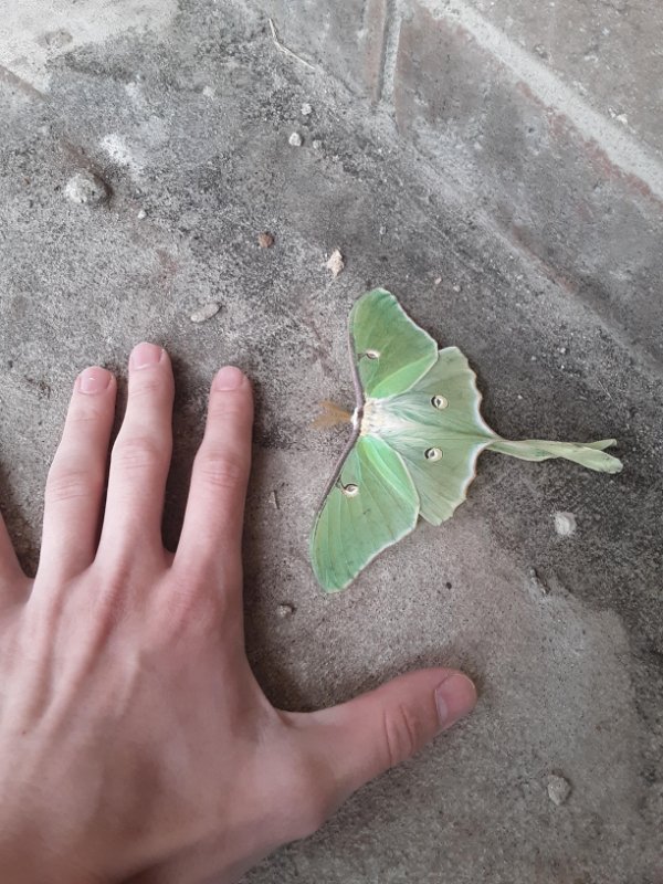 “A massive lunar moth I found outside.”