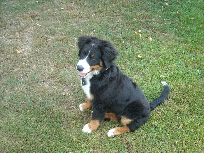 I have shared this before, but it's crazy how much my life changed because I decided to ask my parents a question.

When I was about 10 years old my parents and I were in our backyard clearing out a ton of weeds that had gotten out of hand. I had trouble focusing because our next door neighbor had this really adorable puppy and all I wanted to do was play with him.

We found out that they were actually going to take him to an animal shelter because their son was not taking care of him like he promised. I decided to ask my parents if maybe we could get him instead. I was an only child and never really have anyone to play with unless a friend would come over and the thought of having a puppy to play with whenever I wanted to was great.

My parents agreed and our neighbors offered to sell him to us for $20, which is really cheap for a dog when you think about it, but a lot of money for a kid. I had that saved up and immediately agreed and promised I care for him and love him forever. So, he became my puppy and like a brother. After a few days of debating I named him Snoopy.

Snoopy became my closest friend. He made me laugh, played with me, and would just hang out and watch TV with me. He was always there for me, especially through some tough times in my life where I was extremely self-destructive. He saved me from myself. He was there at my side through tough breakups where all I ever wanted to do was lay in bed. He was an amazing friend. He was there to see me graduate 8th grade, high school, and college. I hoped he would be there on the day I got married and maybe be around for when I had kids, but unfortunately as much as we wish for things, sometimes they don't happen.