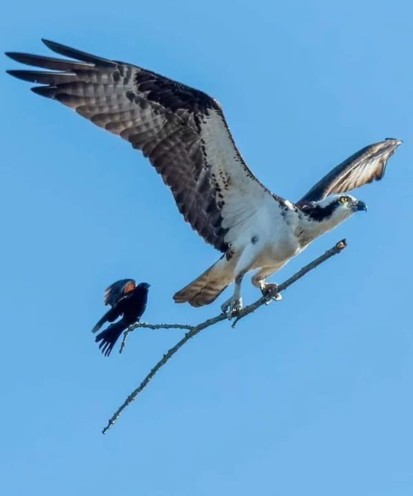 “One in a million shot of a blackbird catching a ride on an osprey’s stick in Michigan (by Jocelyn Anderson Photography)”