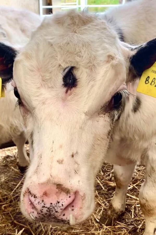 “A calf with three eyes has been born in Wales. The vet who took the picture said she had never seen anything like it before.”