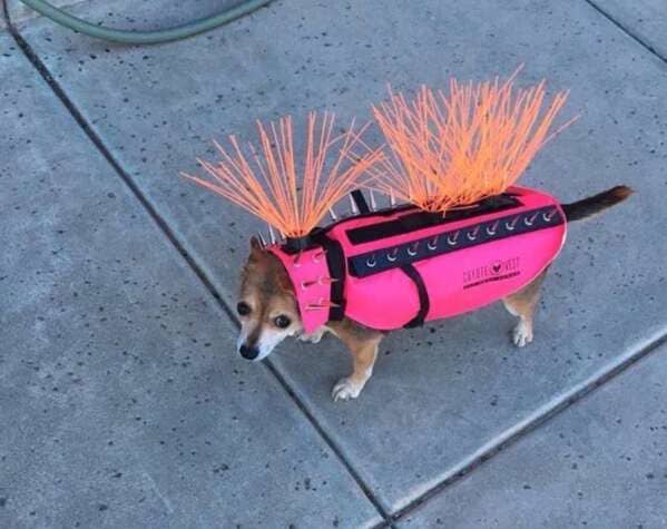 “A chihuahua wearing an anti hawk and coyote vest”