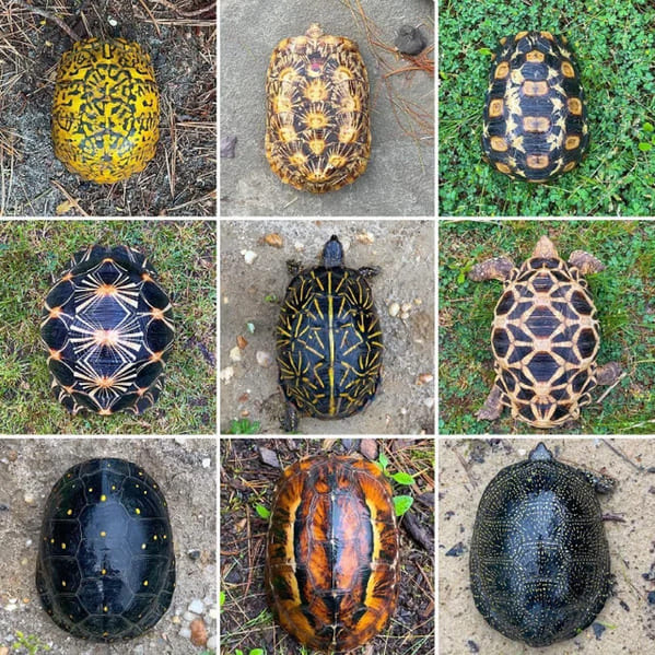 “It’s wild how nature weaves the various turtle shell patterns”