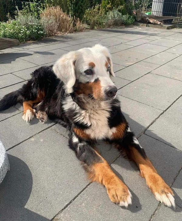 “A Bernese mountain dog with vitiligo, a skin condition that causes a loss of pigmentation in skin and fur”