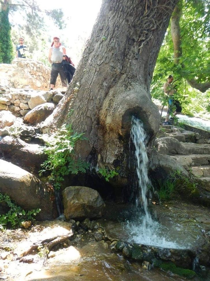 This stream is going right through a tree.