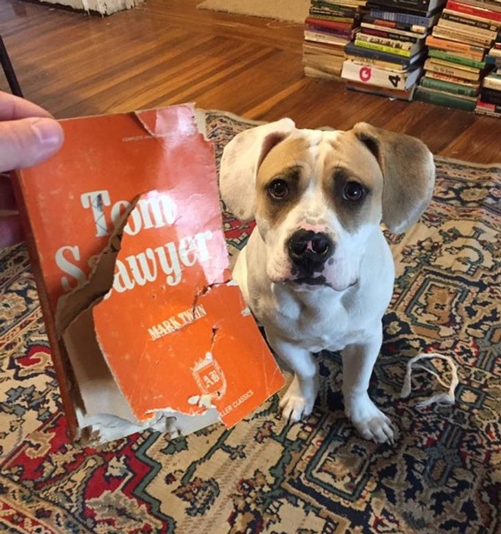 “Of all the books available, my dog Huckleberry destroyed Tom Sawyer.”