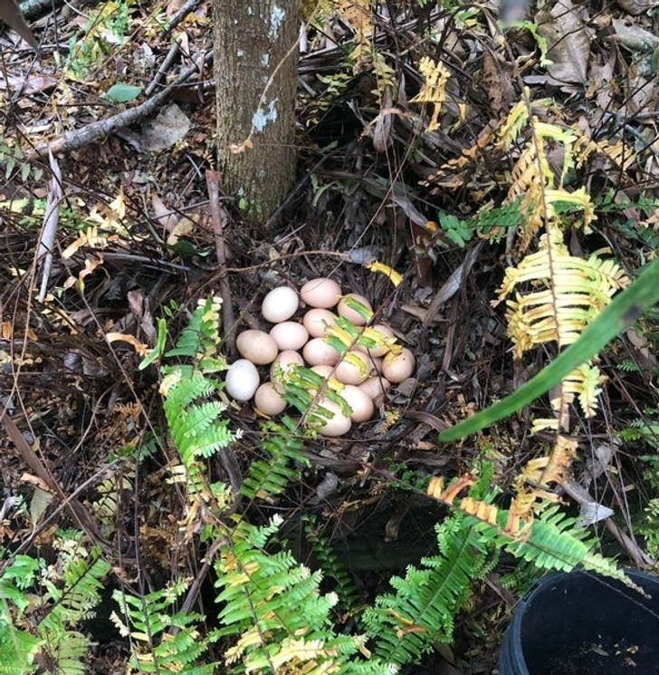 “Mom thought her chickens had stopped laying. They were actually hiding them.”