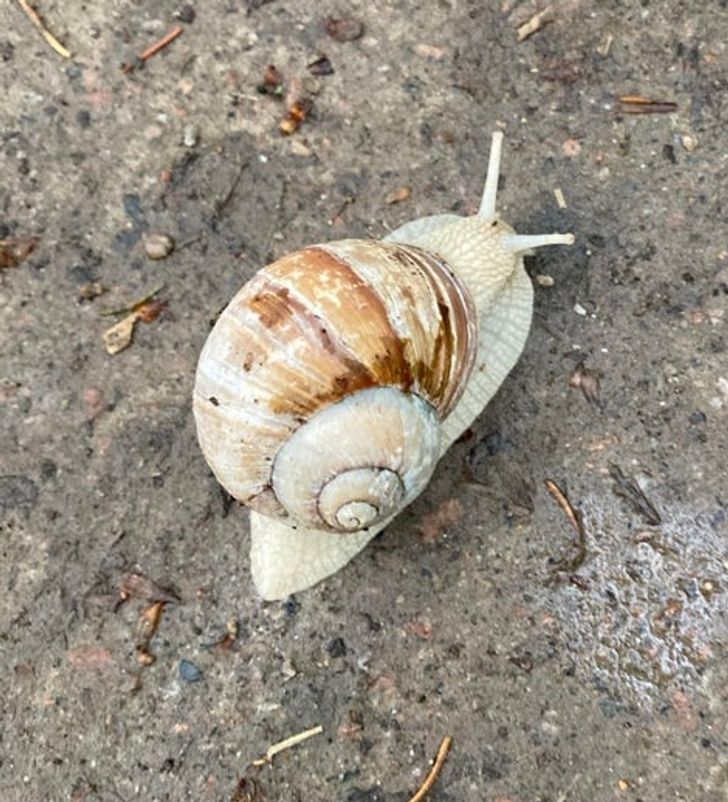 Snails can also be albino.