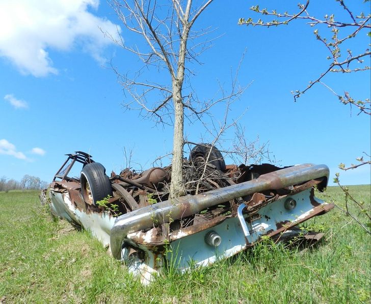 “An abandoned car being reclaimed by nature”