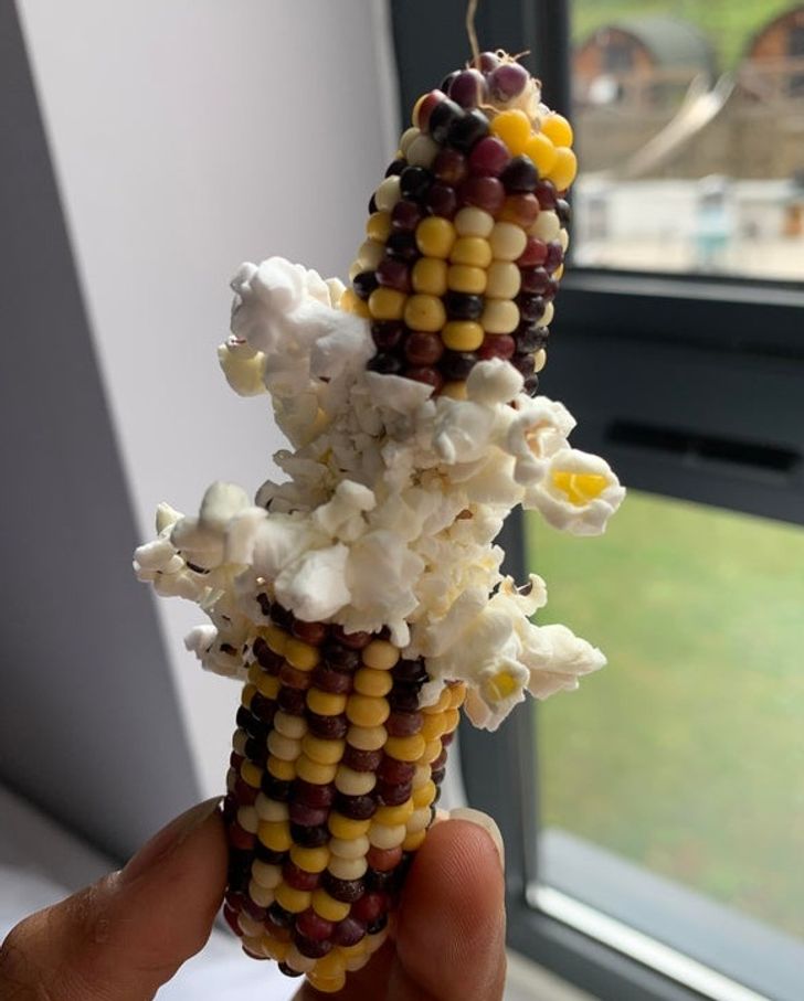 The way this corn decided to pop