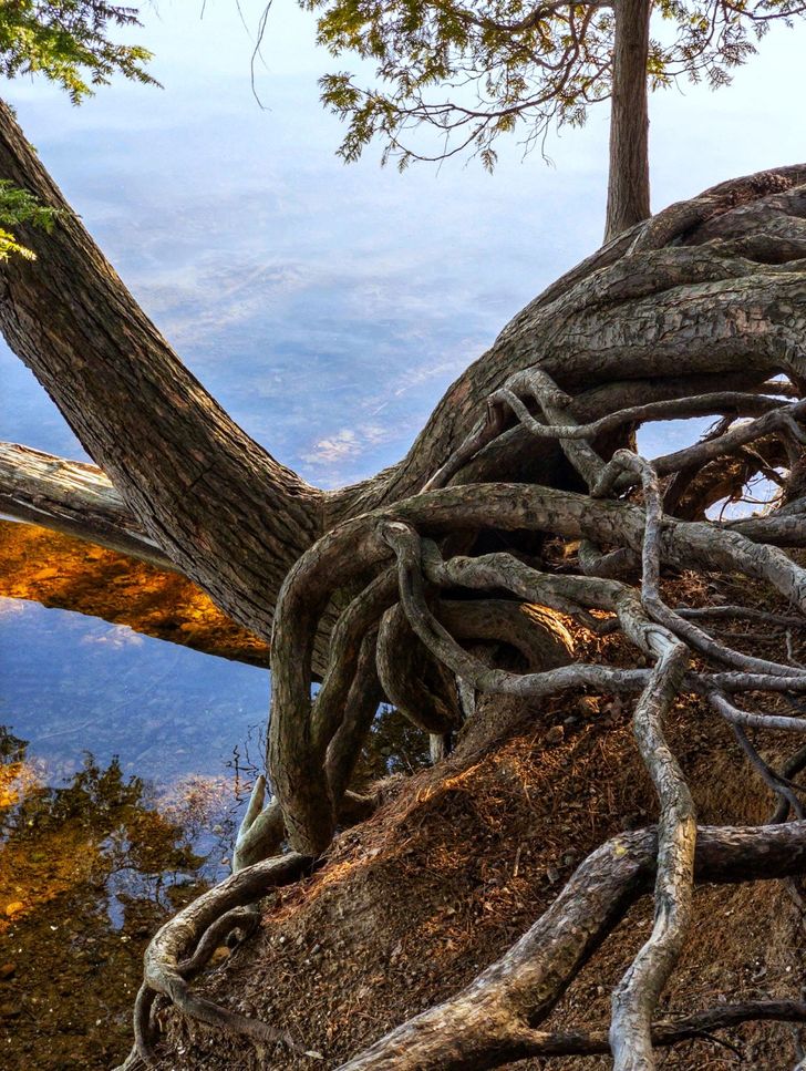 “This hemlock is barely hanging on to the shoreline because sandy soil makes it slide into the lake.”