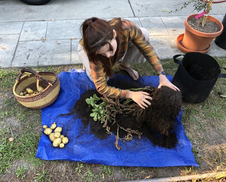 “At first, I thought she was petting a dog, but she’s harvesting potatoes.”